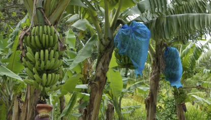 Une exploitation de bananes