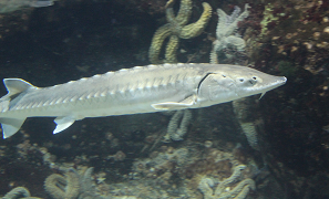 Esturgeon