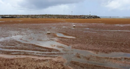 La mer envahit de sargasses