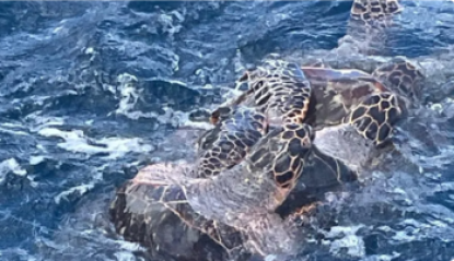 Au large de la mer, un accouplement de 4 tortues