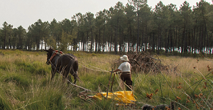 Travaux de débardage par traction animale