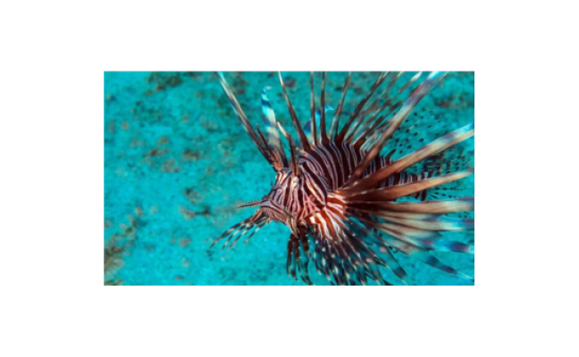 Un poisson-lion en mer
